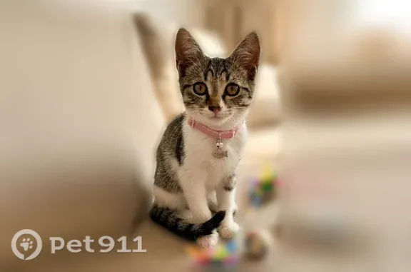 Кошка ищет дом, Казань — ласковая и игривая - photo
