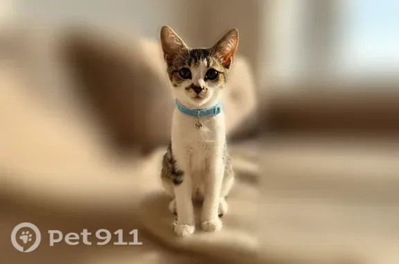 Кошка ищет дом, Казань — ласковый и игривый котёнок - photo
