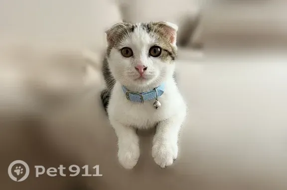 Кошка ищет дом, Казань — ласковый котёнок, приучен к лотку - photo