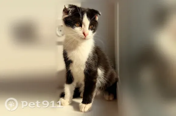 Кошка ищет дом, Казань — ласковый и игривый котёнок - photo