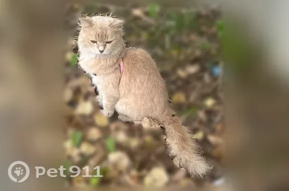 Найденные животные Ижевск, фото: Найдена кошка, Ижевск, Холмогорова, д. 94, Ижевск — была в розовой шлейке