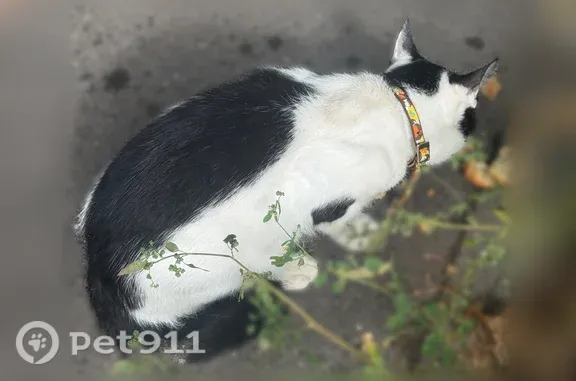 Найдена кошка, Район Вахитовский (г Казань), Чехова, д. 51, Казань — чёрно-белый котик - photo