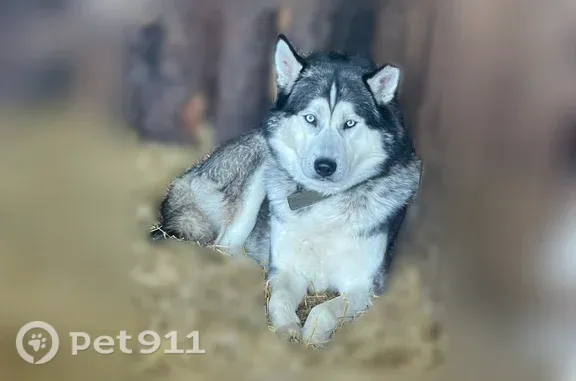 Пропала собака, район Октябрьский, Екатеринбург — крупный хаски, 7 лет - photo
