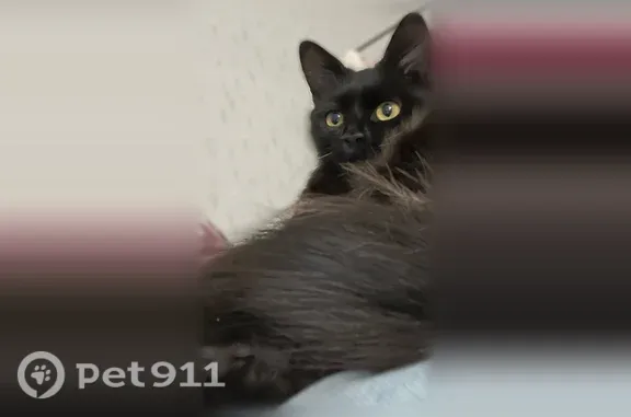 Найденные животные Осиново, фото: Найдена кошка, Село Осиново, Спортивная, Осиново — чёрная, ласковая
