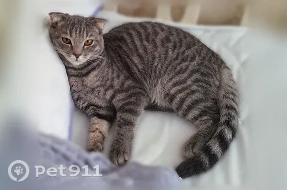Пропала кошка, Биатлонный, д. 51, Тюмень — шотландская вислоухая - photo