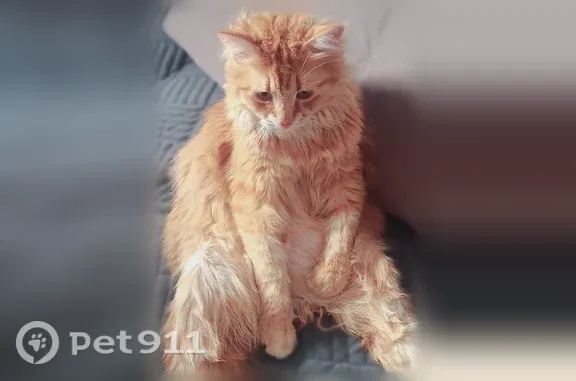 Пропала кошка, Деревня Каськово, Каськово — крупная, 6 кг - photo