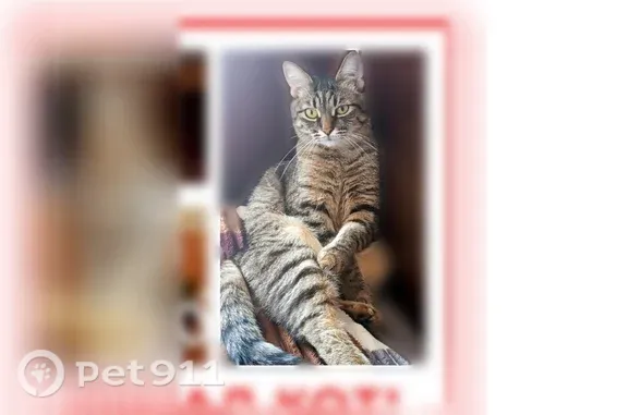 Пропала кошка, Зелинского, д. 18, Воскресенск — пугливая, домашняя - photo