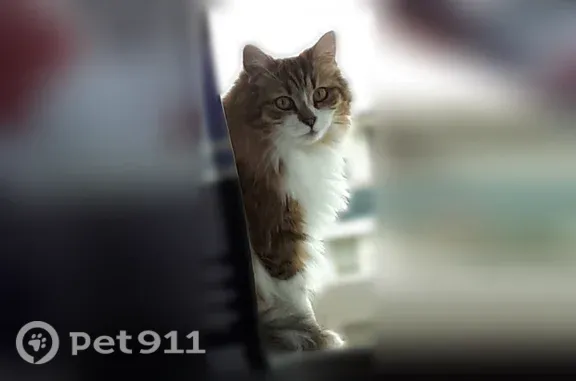 Кошки потеряшки, Георгиевск, фото: Потеряшка кошка, Георгиевск — пушистая длинношёрстная Мия с белой шерстью вокруг шеи