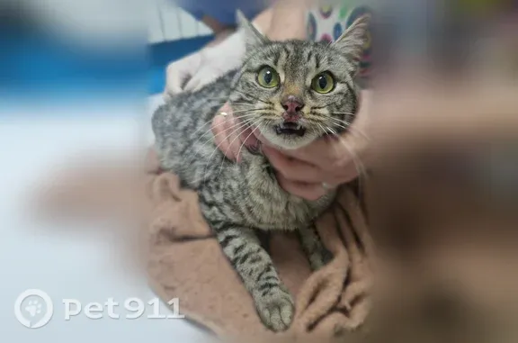Найдена кошка, Обнинск, фото: Найдена кошка, ул. Маркса, д. 58, Обнинск — домашняя, просится на руки
