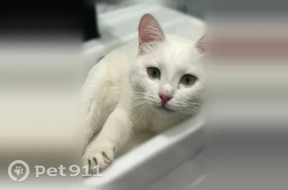 Пропала кошка, Очер, Гоголя, д. 20, Очёр — кот, 2 года, зелёные глаза - photo