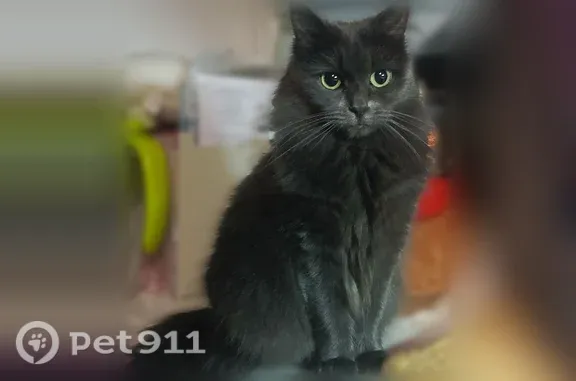 Пропала кошка, ул. Дементьева, д. 25, Тула — серая девочка, жёлто-зелёные глаза - photo