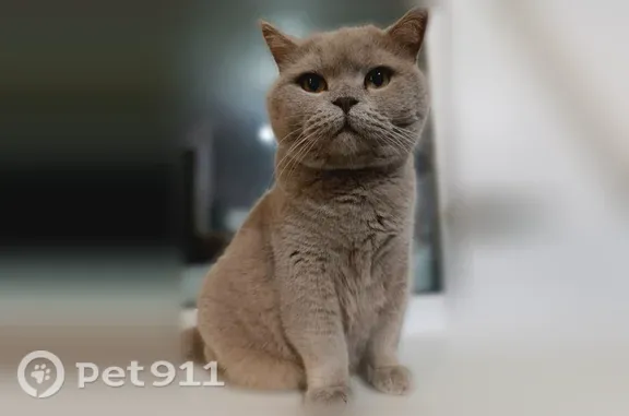 Пропала кошка, Меленки, Конышева, д. 8, Меленки — очень пугливая, персиковая на солнце - photo