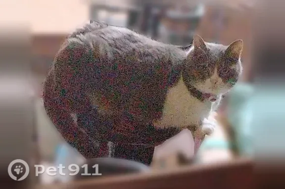 Пропала кошка, Геленджик, Садовая, Геленджик — без верхнего клыка - photo