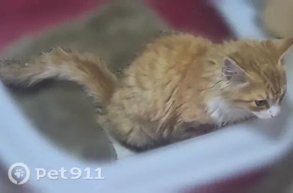 Найдена кошка, Гурьевский городской округ, фото: Найдена кошка, Территория СНТ Заречье (г. Гурьевск), Согласия, д. 104 — домашняя и ласковая