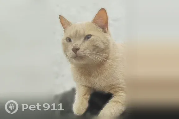 Пропала кошка, Вязьма, Перновского полка, Вязьма — худенький самец с покусанными кончиками ушей - photo