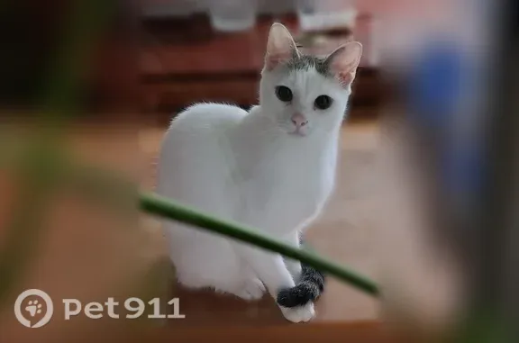 Найдена кошка, Реутов, фото: Найдена кошка, Г. И. Котовского, д. 6, Реутов — молодая и ласковая