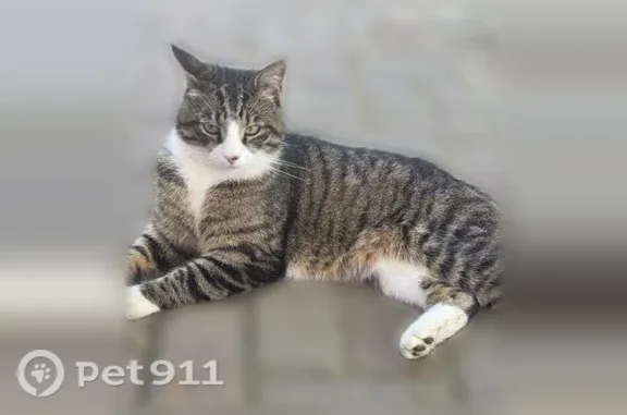 Пропала кошка, Деревня Коростовицы — чёрная точка на носике - photo