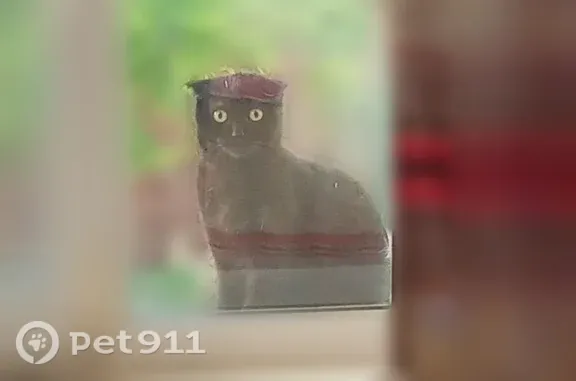 Пропала кошка, 1-й Кирилловский, д. 8а, Новороссийск — вислоушка с зелёно-жёлтыми глазами - photo