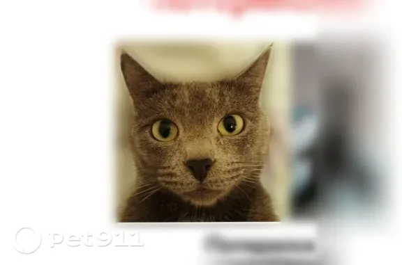 Пропала кошка, Высотная, д. 6, Оренбург — за информацию вознаграждение - photo
