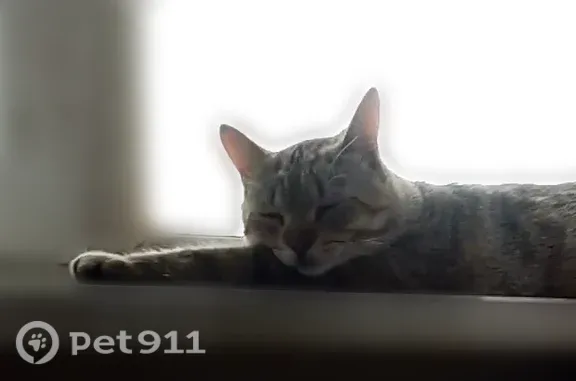 Найдена кошка, Москва, фото: Найдена кошка, Бескудниковский, д. 13, Москва — молодой серый кот