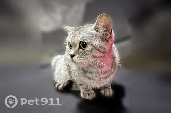 Найдена кошка, Краснодар, фото: Найдена кошка, Кубанская Набережная, д. 204, Краснодар — шотландская страйтфол, окрас таби