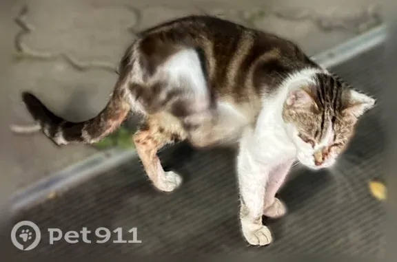 Найдена кошка, Тула, фото: Найдена кошка, Кутузова, д. 27, Тула — громко дышит, прихрипывает