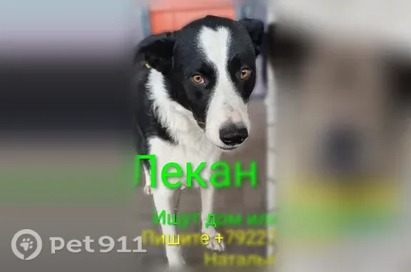 Собака ищет дом, Копейск, Славы, Копейск — неразлучные, дружелюбные - photo