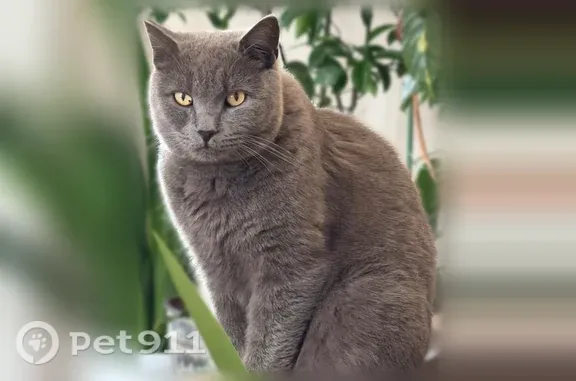 Кошки потеряшки, Хабаровск, фото: Потеряшка кошка, Жемчужная, Хабаровск — крупный серый британец