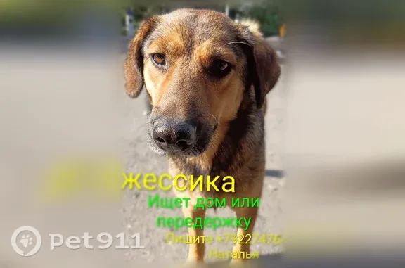 Собака ищет дом, Копейск, Славы, Копейск — рыжеватая, дружит с собаками - photo