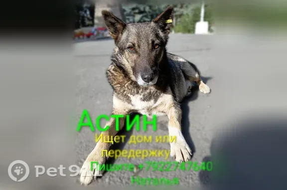 Собака ищет дом, Копейск, Славы — пожилой коротколапый Астин - photo