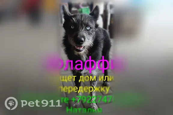 Собака ищет дом, Копейск, Славы, Копейск — Флаффи, голубоглазая и игривая - photo