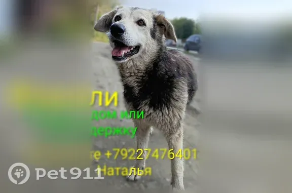 Собака ищет дом, Копейск, Славы, Копейск — небольшая, любит играть с мячиком - photo
