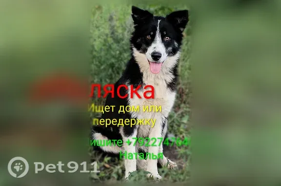 Собака ищет дом, Славы, Копейск — Аляска, молодая и тревожная - photo