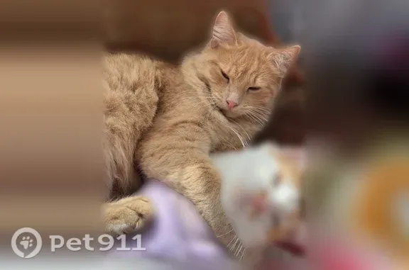 Пропала кошка, Деревня Алферьево (г Зарайск), Зарайск — кот с тёмно-рыжим окрасом - photo