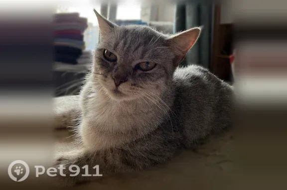 Найдена кошка, Абакан, фото: Найдена кошка, Абакан, Торосова, д. 17, Абакан — светло-серая, золотые глаза