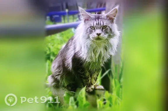 Пропала кошка, 4-я Пятовская, д. 41, Ярославль — мейн-кун с кривыми передними лапками - photo