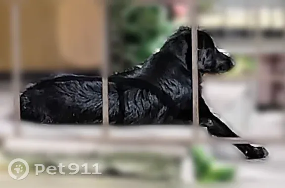 Найдена собака, Калуга, фото: Найдена собака, Плеханова, д. 2, корп. 1, Калуга — чёрная, неагрессивная