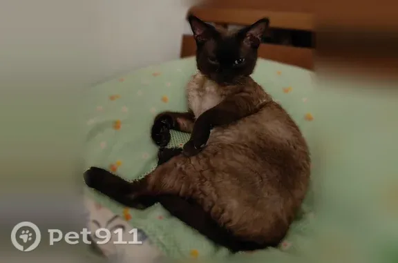 Пропала кошка, Воронеж, Рабочий, д. 93, Воронеж — кот Гарри, чёрно-серый - photo