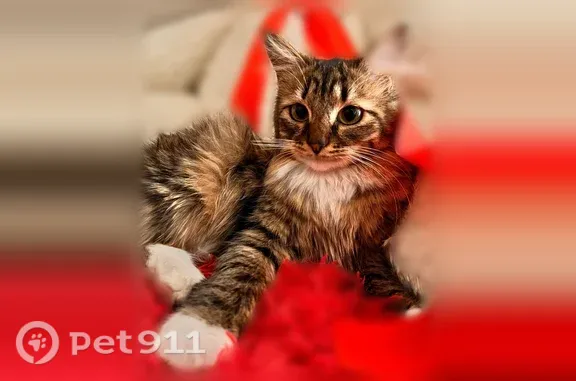 Пропала кошка, Чита — в попоне после стерилизации - photo