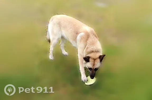 Пропала собака, Поселок Веселовка (г Светлый), Лесная, д. 4а, Светлый — чёрная морда - photo