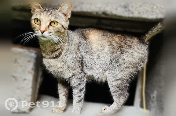 Найденные животные Тюмень, фото: Найдена кошка, Советская, Тюмень — ласковая, родила четверых котят