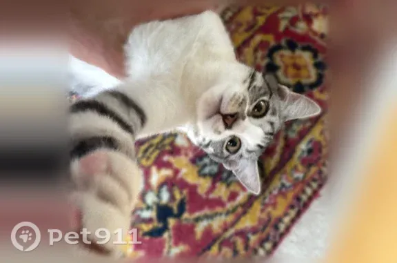 Пропала кошка, Елецкая, д. 18, Волгоград — окрас скумбрия, около полугода - photo