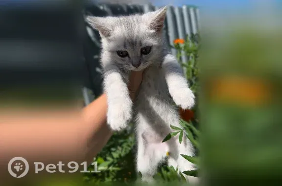 Пропала кошка, Пролетарская, Барнаул — светло-серый кот - photo