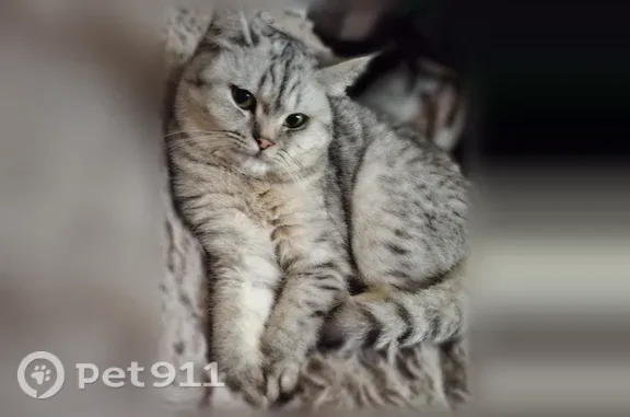 Пропала кошка, Село Шалушка, Каменская, д. 100 6, Шалушка — убежала в коридор - photo