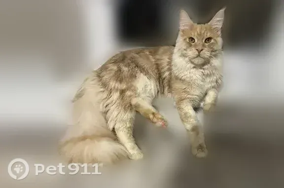 Пропала кошка, Деревня Лоскутово (г Томск), Томск — рыжий майкун - photo