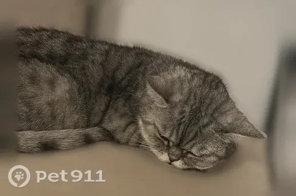 Пропала кошка, село Высокая Гора, Высокая Гора — шотландская прямоухая, 15 лет - photo