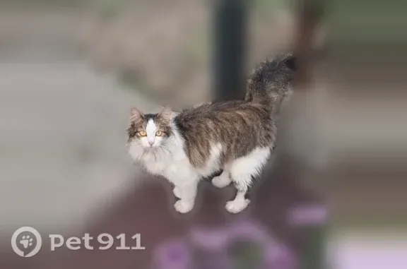 Найдена кошка, Иркутск, фото: Найдена кошка, Район Куйбышевский (г Иркутск), Детская, д. 15, Иркутск — ласковая, в чёрном ошейнике