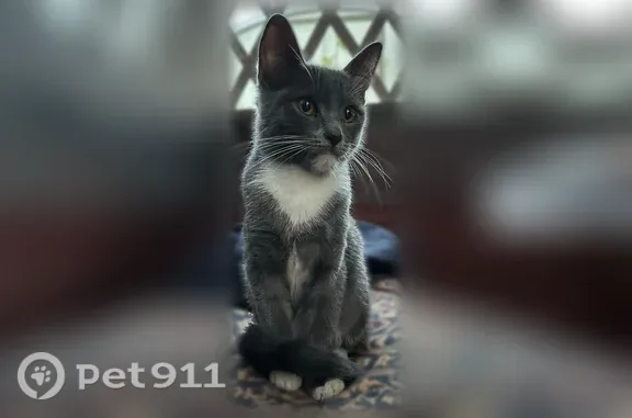 Объявления о пропавших и найденных животных, Кострома, фото: Найдена кошка, Речной 3-й, Кострома — молодой ласковый котёнок