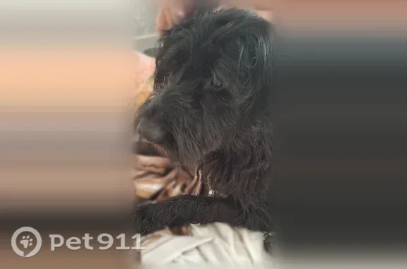 Найдена собака, Краснодар, фото: Найдена собака, Краснодар, им. Адмирала Серебрякова, Краснодар — крупная, чёрная, с белой грудью