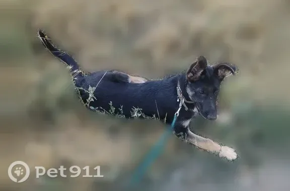 Пропала собака, Кирпичная, д. 73, Мариуполь — зелёный ошейник с адресником - photo